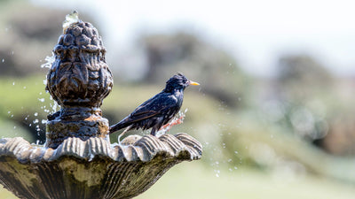 Solarbetriebenes Vogelbad: Kann ein Solar Generator ein Vogelbad mit Strom versorgen?