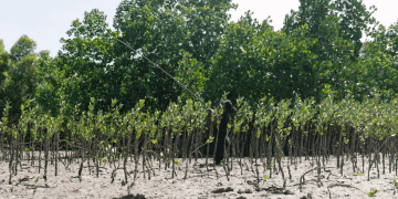 Stecker rein, Baum pflanzen: Der grüne Black Friday von Jackery und Greenspark