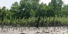 Der grüne Black Friday von Jackery und Greenspark