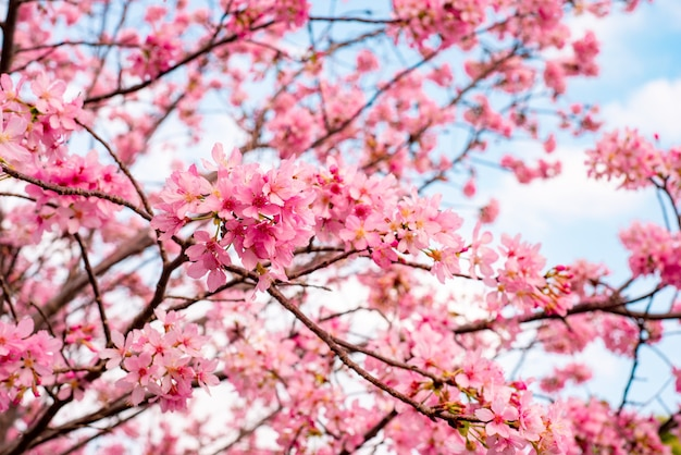 Sakura-Blüte mit tragbarer Powerstation genießen